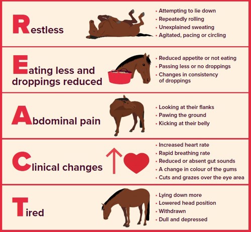Colic REACT Front Cover Image