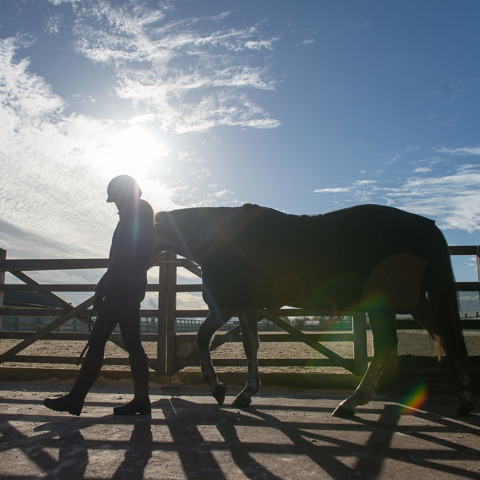 Horse Held Calmly BHS STOCK NOV2016 7753