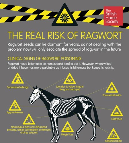 • Depression/lethargy • Jaundice (a yellow tinge in the gums and eyes) • Photosensitisation • Diarrhoea • Abdominal pain • Weight loss • Neurological signs including head pressing, loss of coordination, continuous circling and seizures • Aggressiveness.