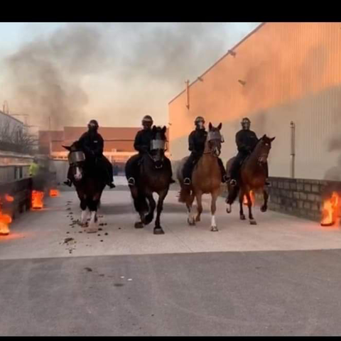 Merseyside Mounted Police Horses