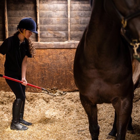 woman collecting waste horse stables