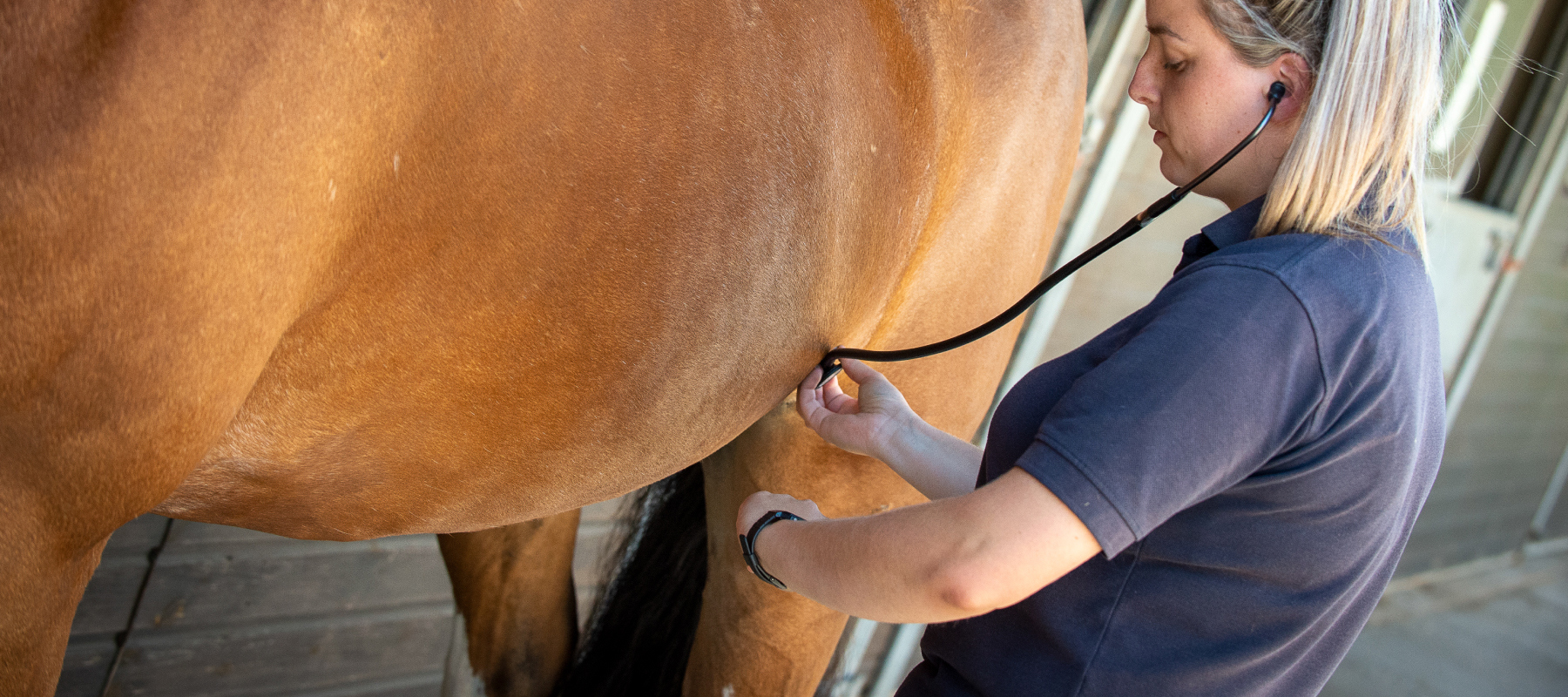 Woman checking a horse for signs of colic