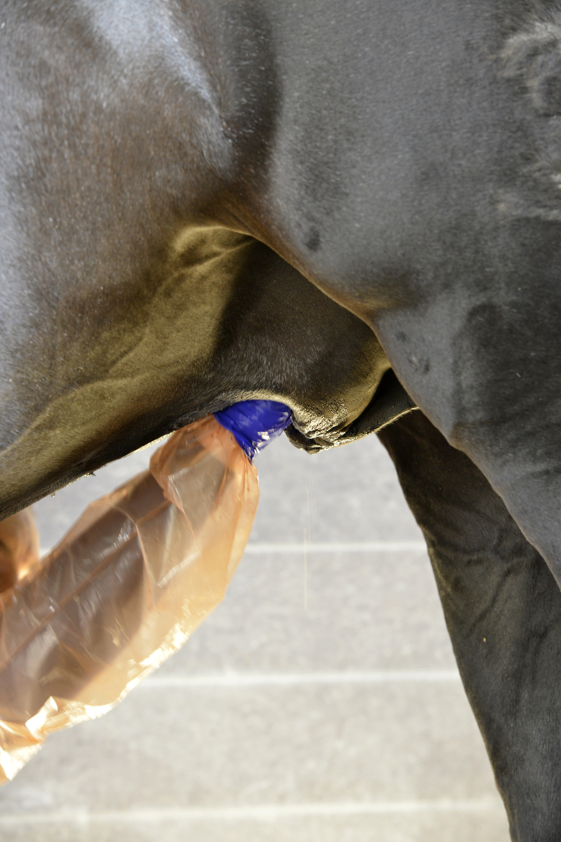 Sheath cleaning The British Horse Society