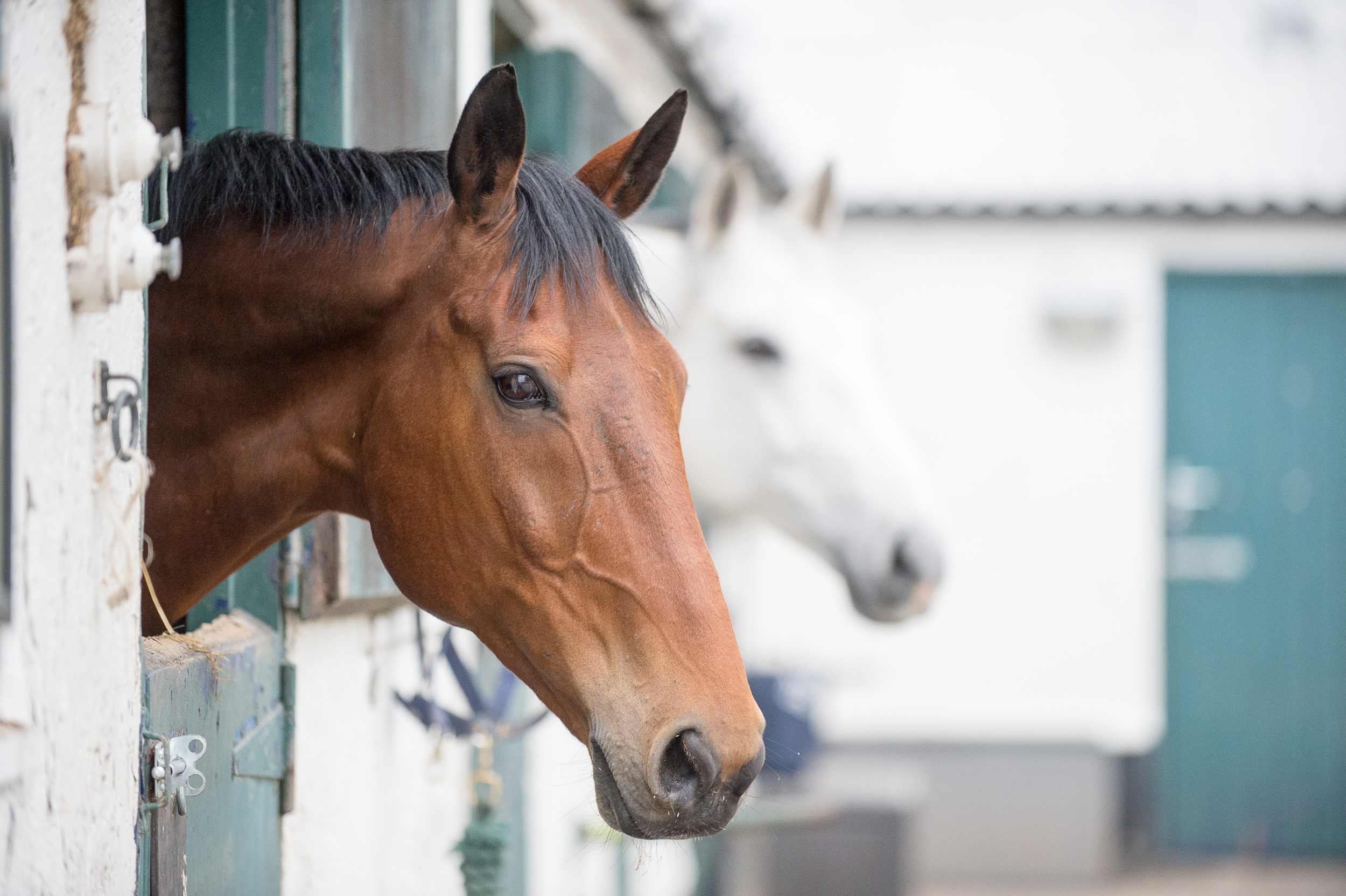 Cottage Farm Stables | BHS Approved Centre | The British Horse Society