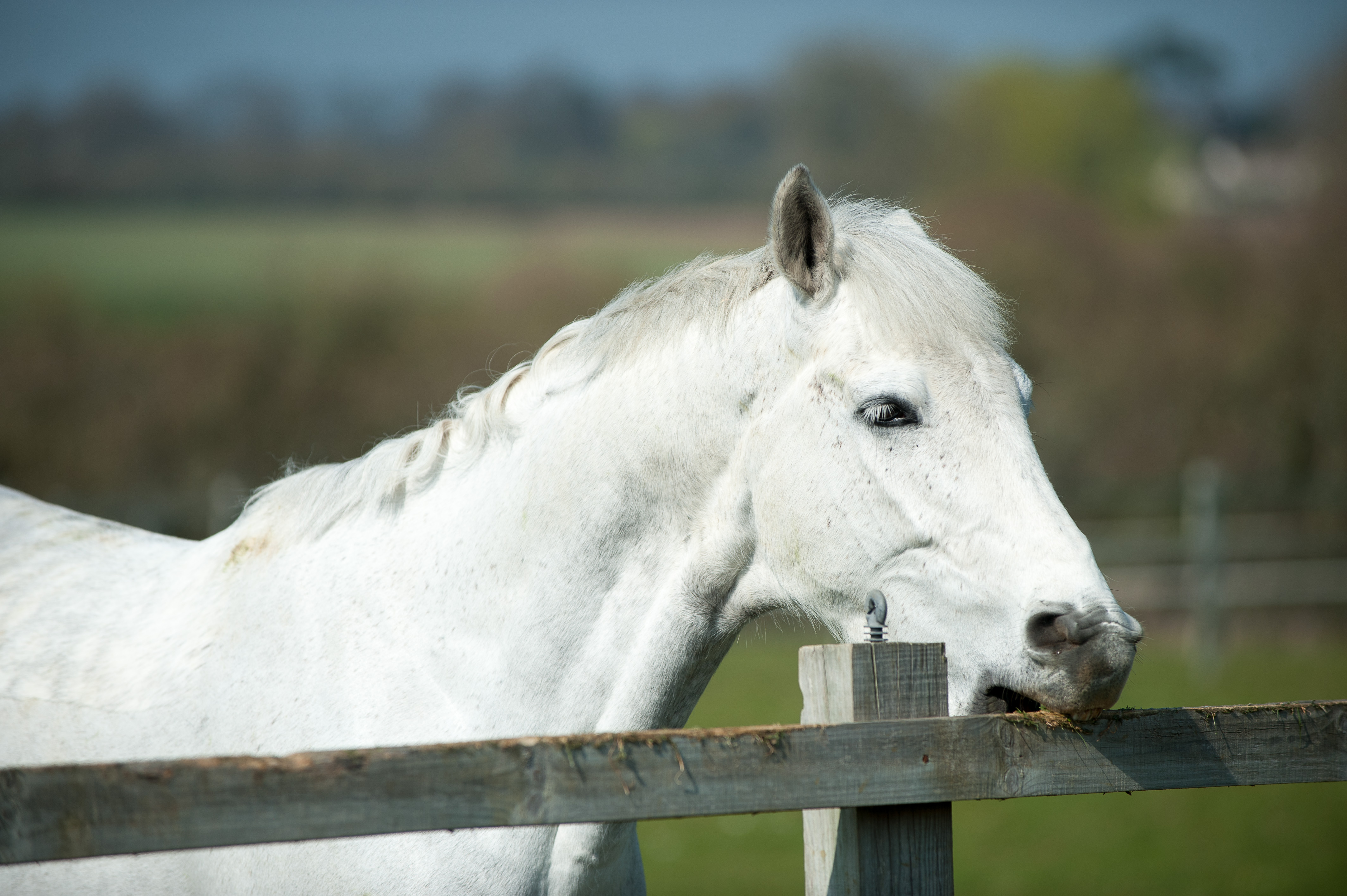 Stereotypical Behaviour In Horses | The British Horse Society