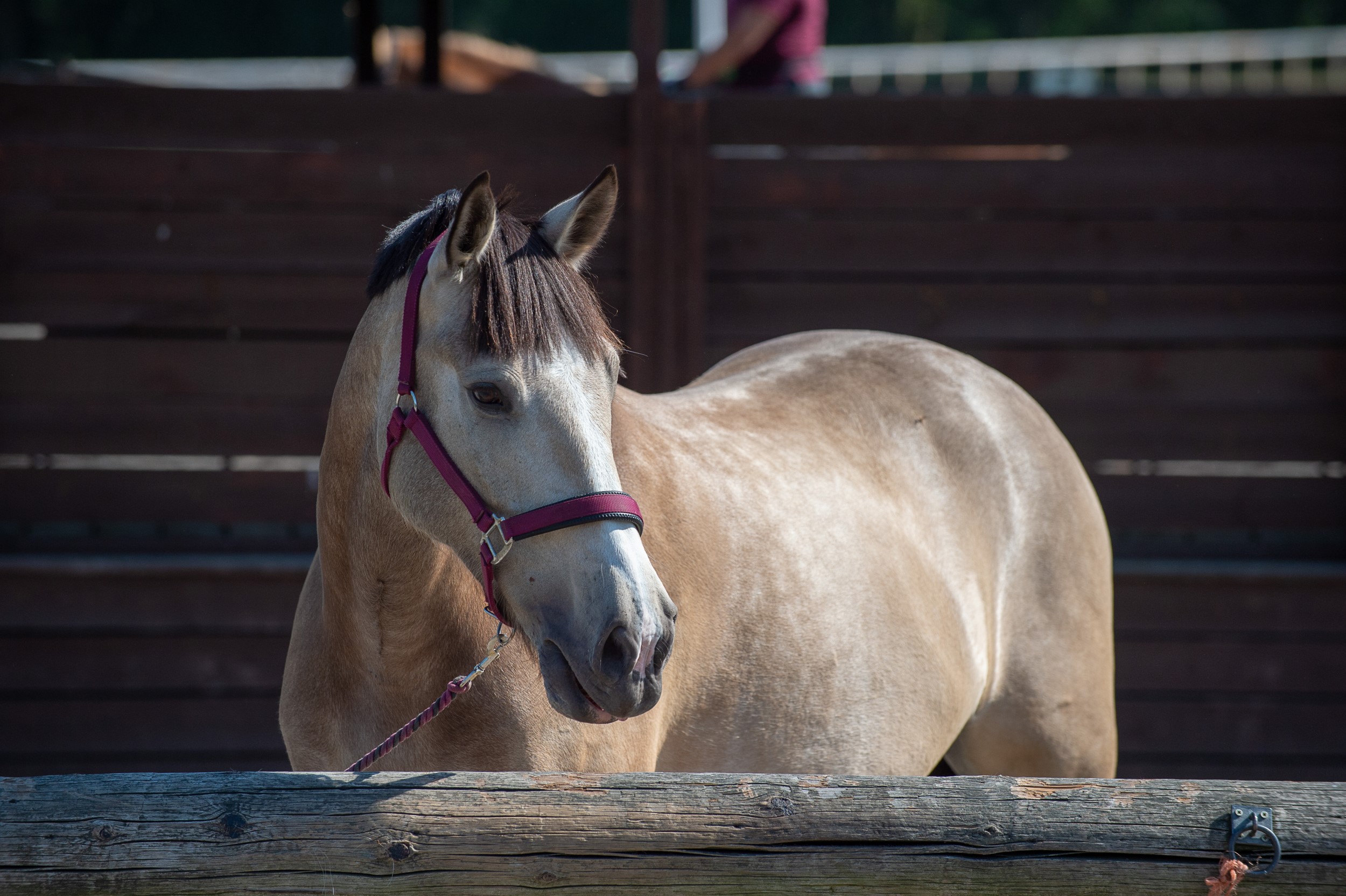 Hill Farm Equestrian Centre | BHS Approved Centre | The British Horse ...