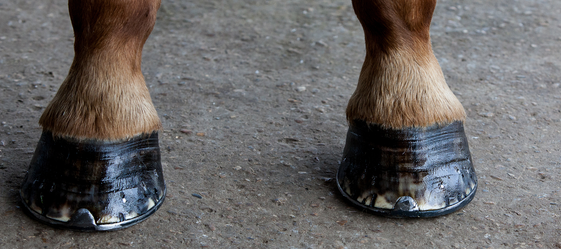 horse hoof with shoe
