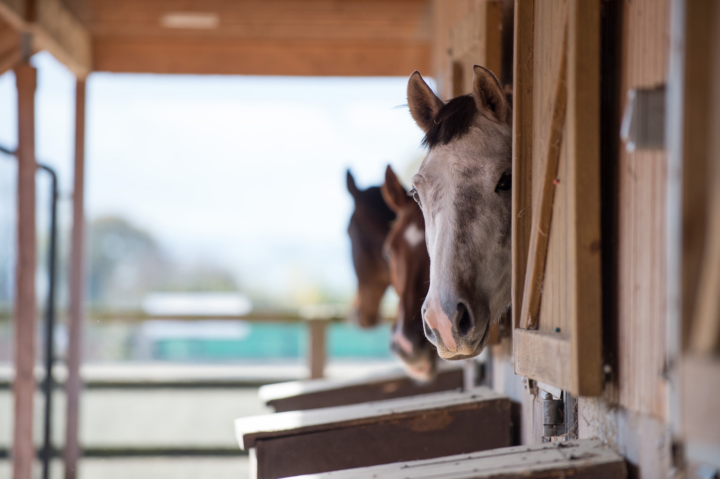 Badshot Lea Equestrian Centre | BHS Approved Centre | The British Horse ...