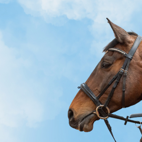 Tacked up horse with rider