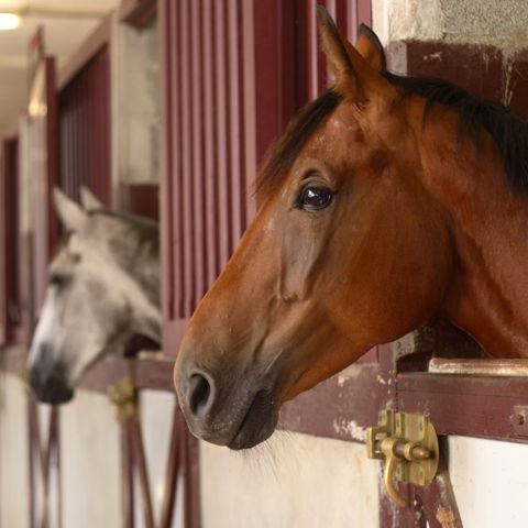 Horses Heads In Stable Shutterstock 64999777 (1)