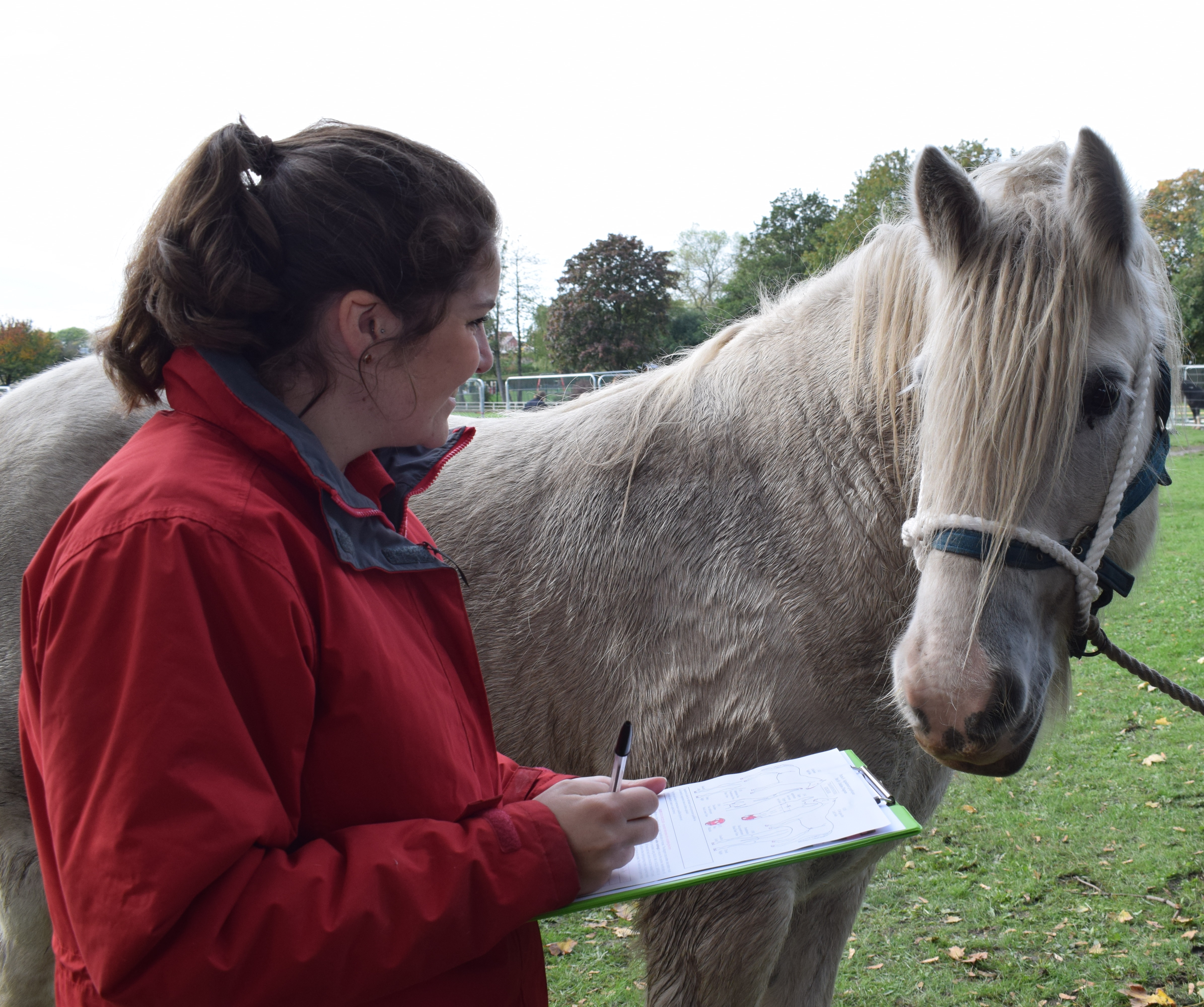 Horse Passports The British Horse Society   Passport Photo 