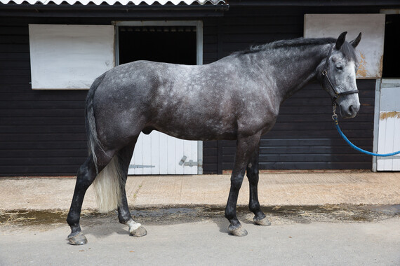 Sheath cleaning The British Horse Society