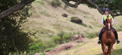 riders on a horse under a tree