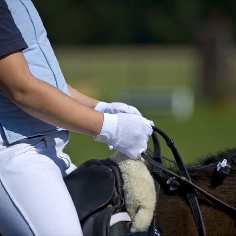 Close Up Dressage Shutterstock 81370552