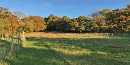 Paddock with forest in the background