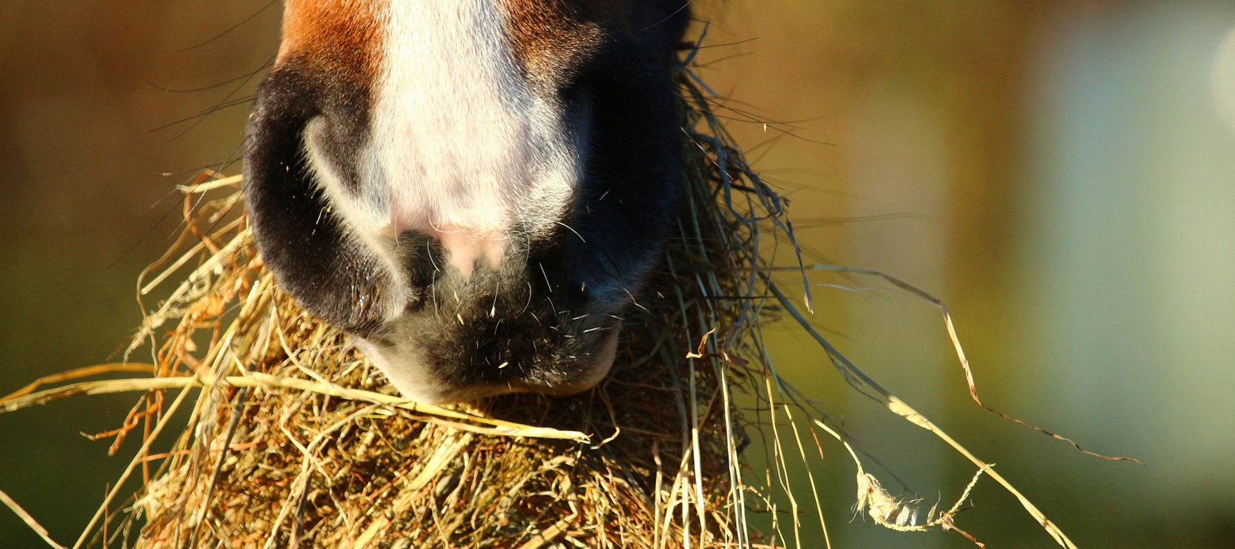 Free Image No Credit Needed Horse Eating Hay 3 (1)