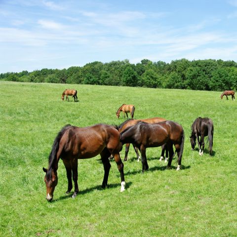 BC1 Herd In A Field