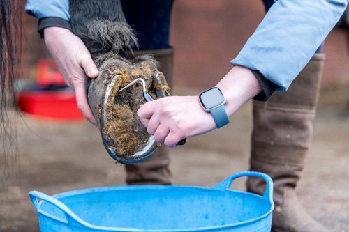 Someone picking out a horse's hoof into a bucket