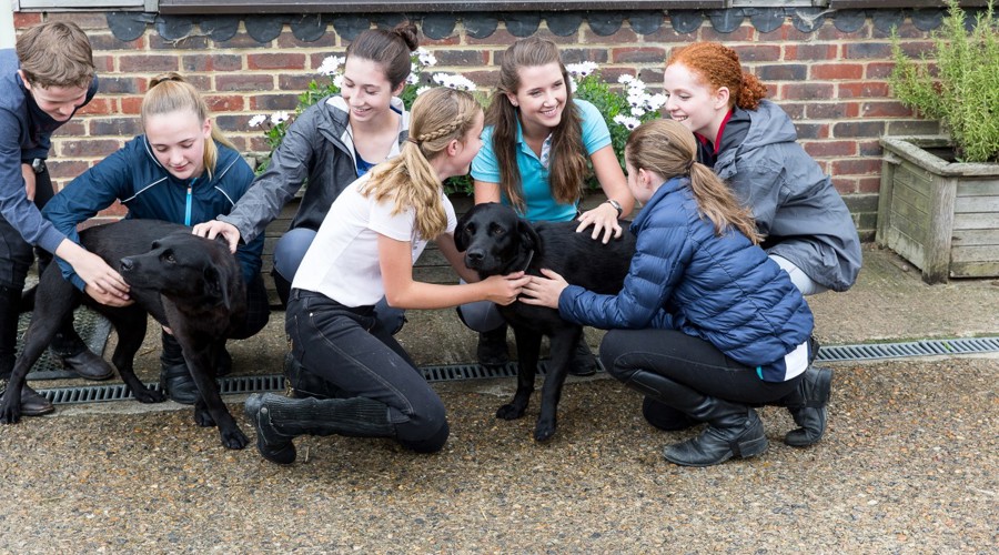 Safeguarding Course kids playing with dogs